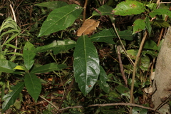 Ficus fraseri