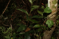 Ficus fraseri