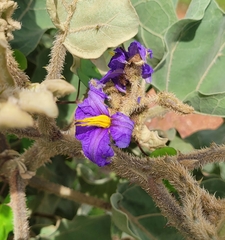 Solanum falciforme