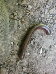 Narceus americanus