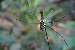 Nephila pilipes