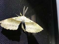 Chelepteryx chalepteryx