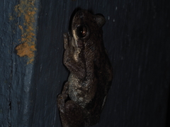 Litoria dentata