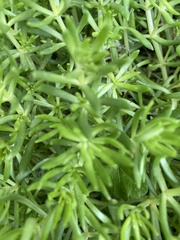 Sedum mexicanum