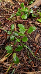 Arctostaphylos uva-ursi