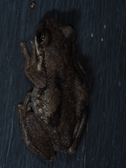 Litoria dentata
