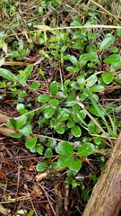 Arctostaphylos uva-ursi