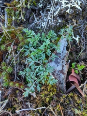 Lomatium utriculatum