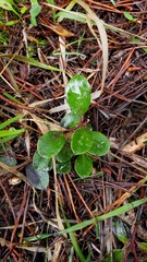 Arctostaphylos uva-ursi