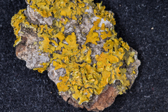 Xanthomendoza fallax