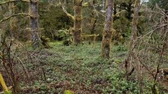 Arctostaphylos uva-ursi