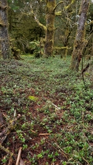Arctostaphylos uva-ursi