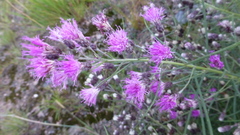 Vernonanthura nudiflora