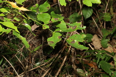 Archidendron grandiflorum