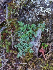 Lomatium utriculatum