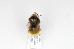 Bombus borealis