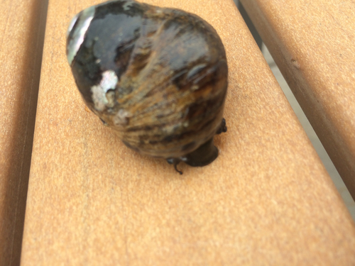 Tegulidae