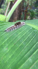 Dasychira chekiangensis