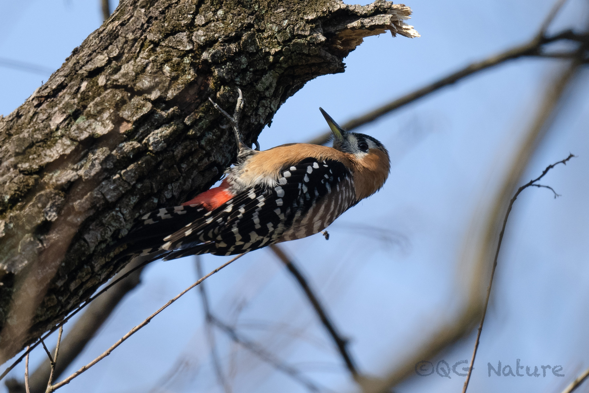Rufous-bellied Woodpecker