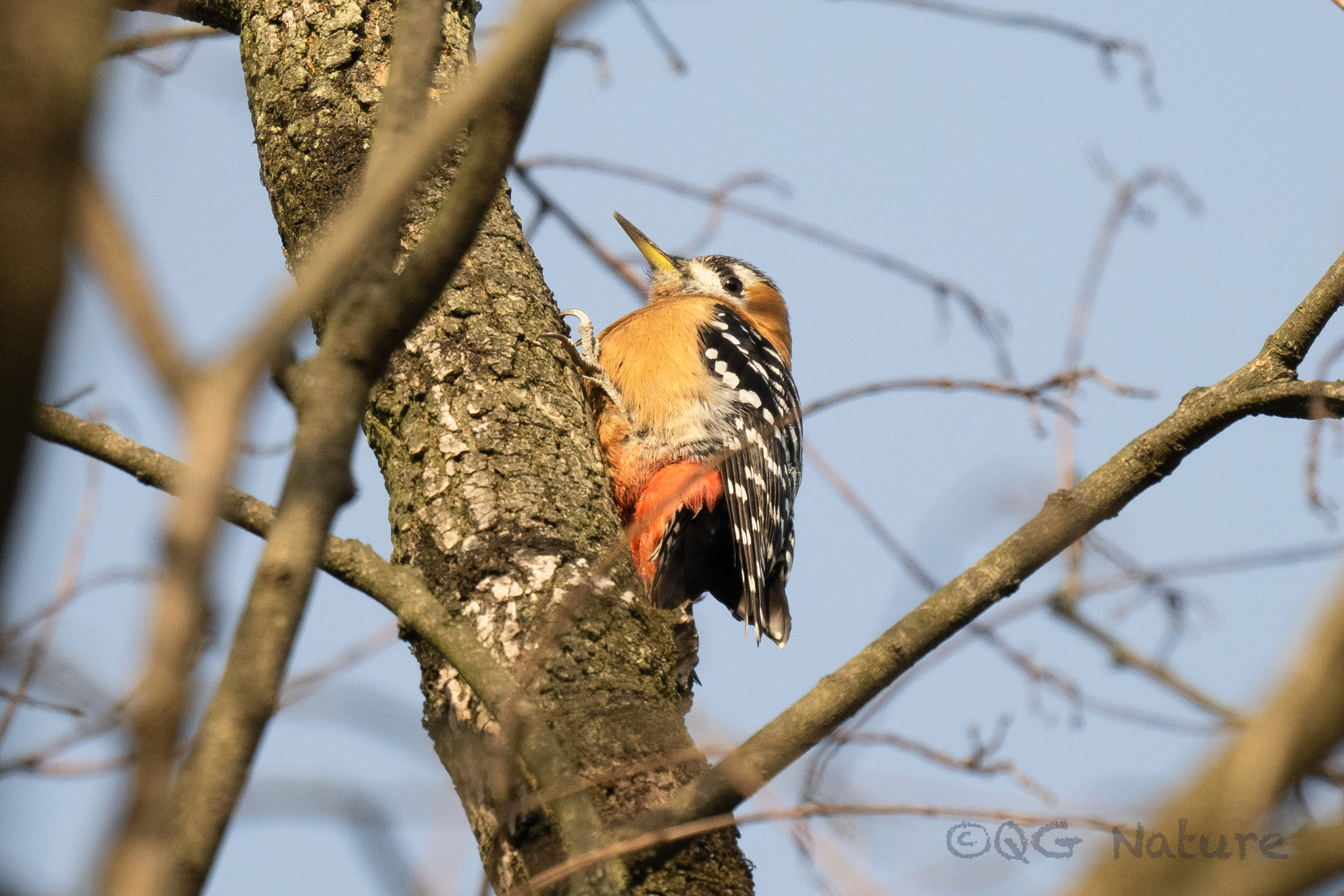 Rufous-bellied Woodpecker