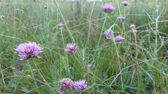 Gomphrena pulchella
