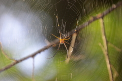 Nephila pilipes