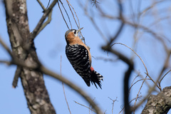 Dendrocopos hyperythrus