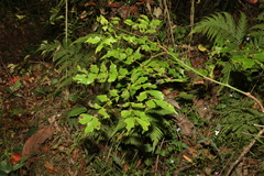Archidendron grandiflorum