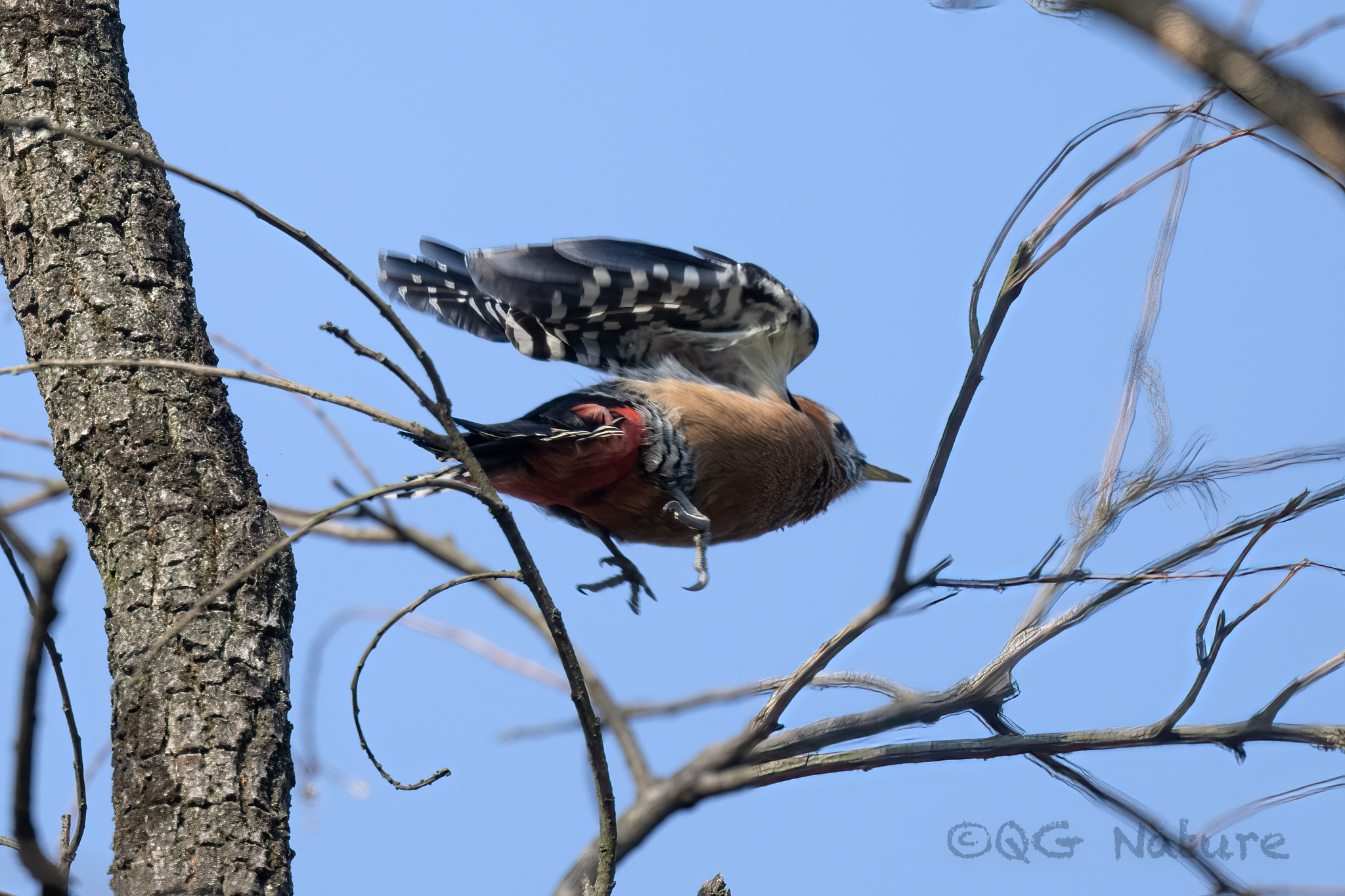 Rufous-bellied Woodpecker