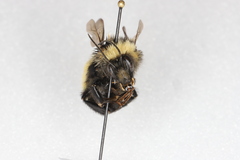 Bombus borealis