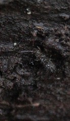 Orchesella