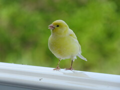 Serinus canaria domesticus