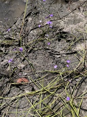 Utricularia dichotoma
