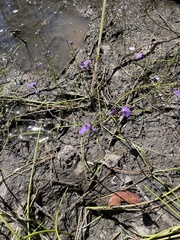 Utricularia dichotoma