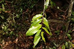 Meiogyne stenopetala