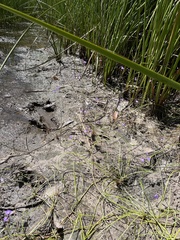 Utricularia dichotoma