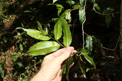 Meiogyne stenopetala