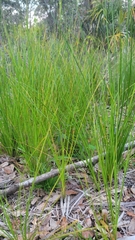 Scleria ciliata