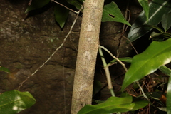 Meiogyne stenopetala