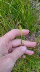 Scleria ciliata