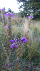 Dalea elegans