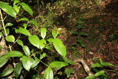 Baloghia inophylla