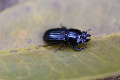 Figulus laevipennis