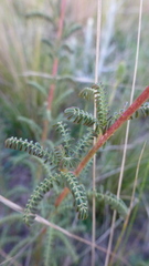 Dalea elegans