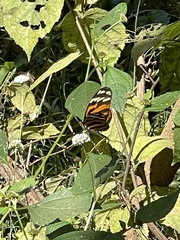 Heliconius ismenius