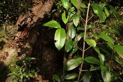 Baloghia inophylla