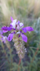 Dalea elegans