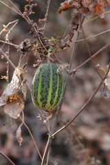 Polyclathra cucumerina