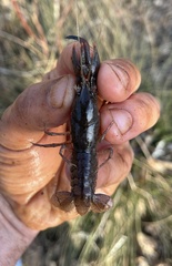 Cambarus latimanus