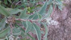Croton serratifolius